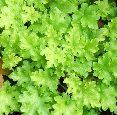 Lime Marmalade Heuchera in 3.5" Pots